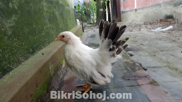 সৌখিন মুরগি